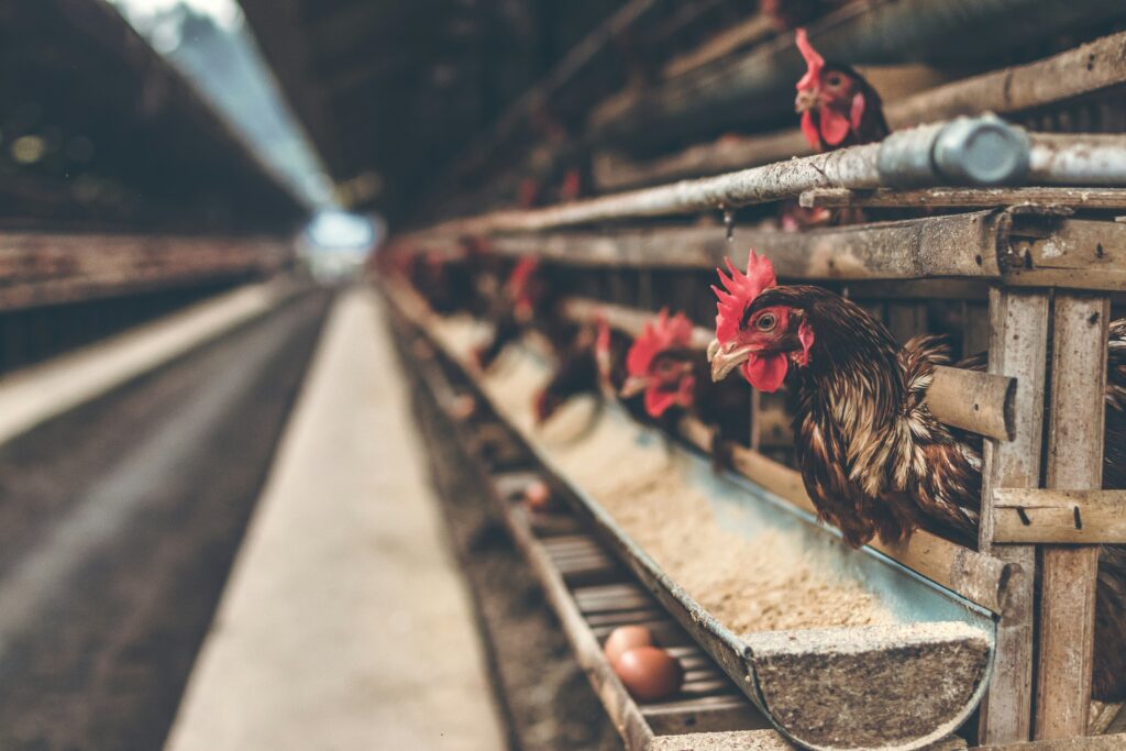 Enzyme solutions for poultry feed to boost egg production, feed efficiency, and flock health – Catalex Bio enzymes