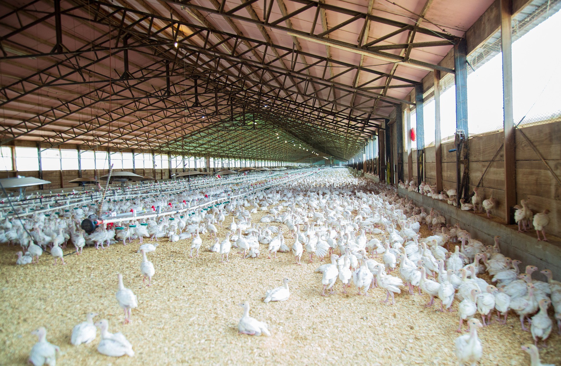 chicken 4689310 1920