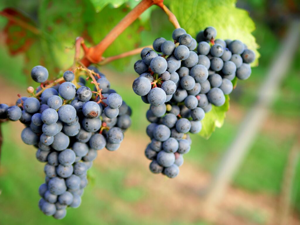 Ripe grapes on vineyard vine used in wine production and enzyme processing
