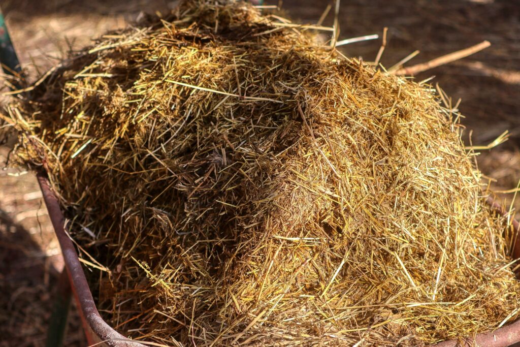 Close-up of animal feed optimized with digestive enzymes for livestock