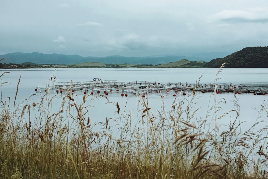 Aquaculture enzyme solutions like protease, amylase, lipase, and phytase for shrimp and fish nutrition, growth optimization, and cleaner pond ecosystems – Catalex Bio