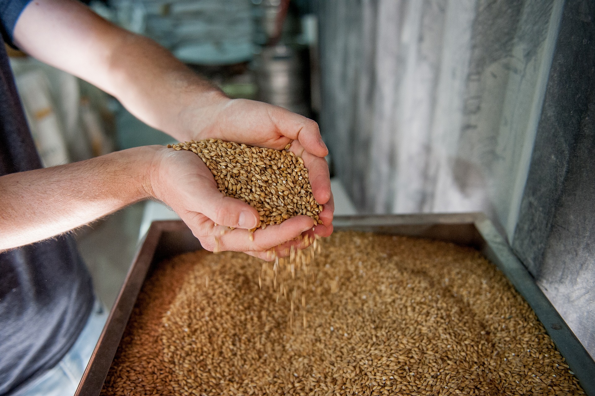 malt 4950433 1920