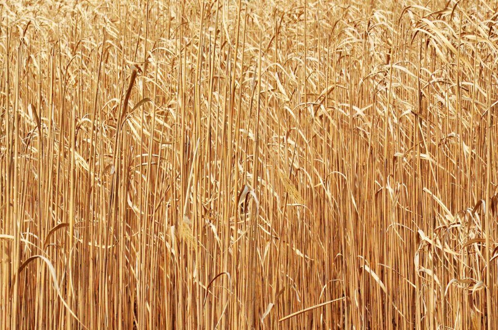 Agricultural raw materials used in ethanol production with biofuel enzymes such as cellulase and hemicellulase – Catalex Bio