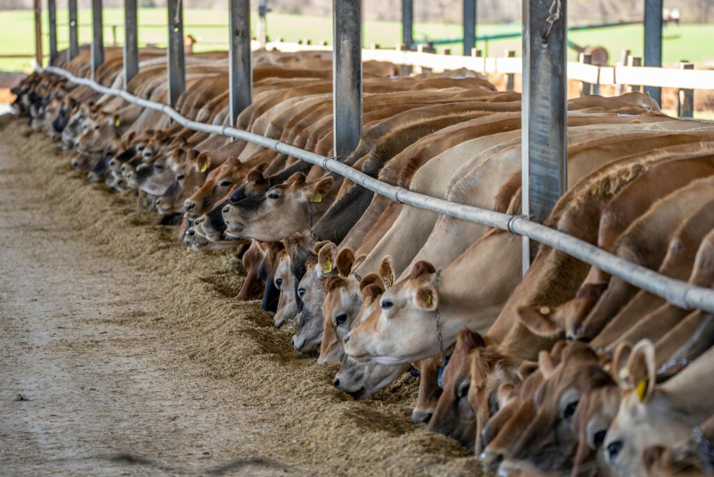 Cattle feeding on enzyme-supplemented feed to improve digestion and feed conversion rate - Catalex Bio Animal Feed Enzymes
