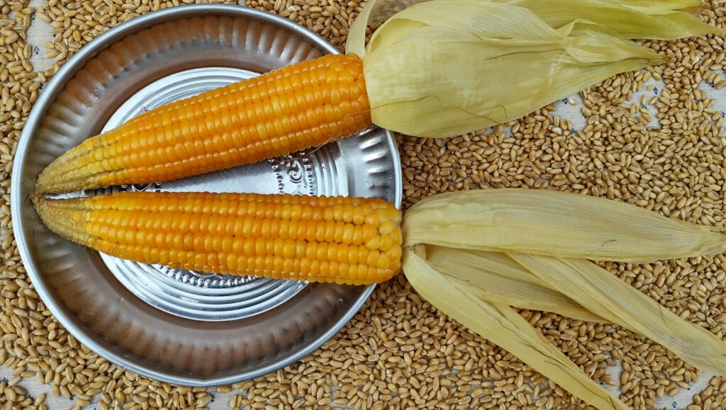 Corn and wheat starch substrates in industrial processing for enzyme-based starch hydrolysis and sweetener production