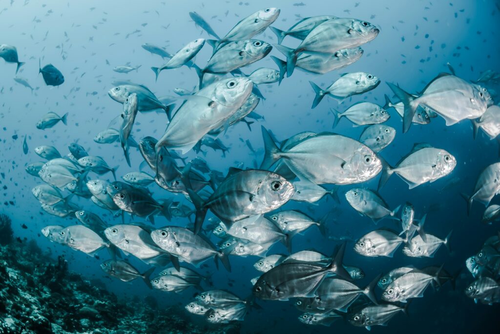 Fish consuming enzyme-enhanced feed to improve nutrient uptake and growth in aquaculture