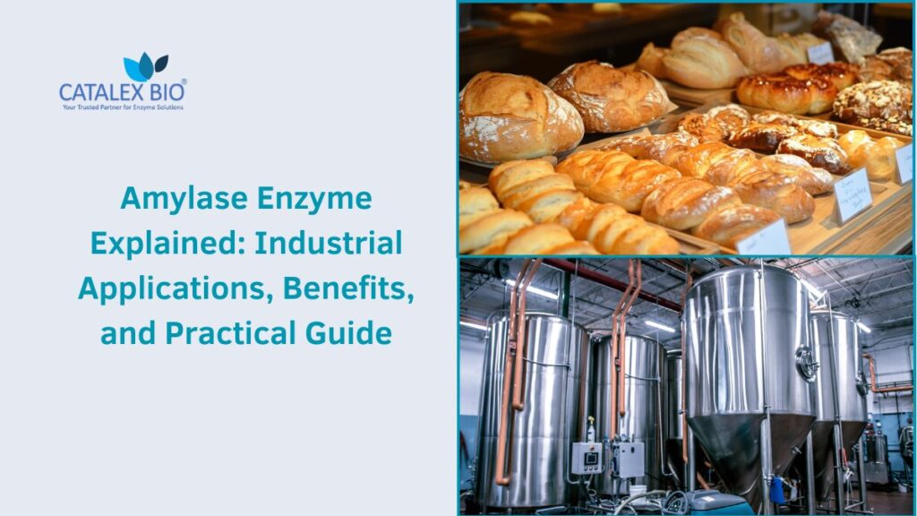 Amylase Enzyme Explained: Types, Uses & Industry Insights by Catalex Bio