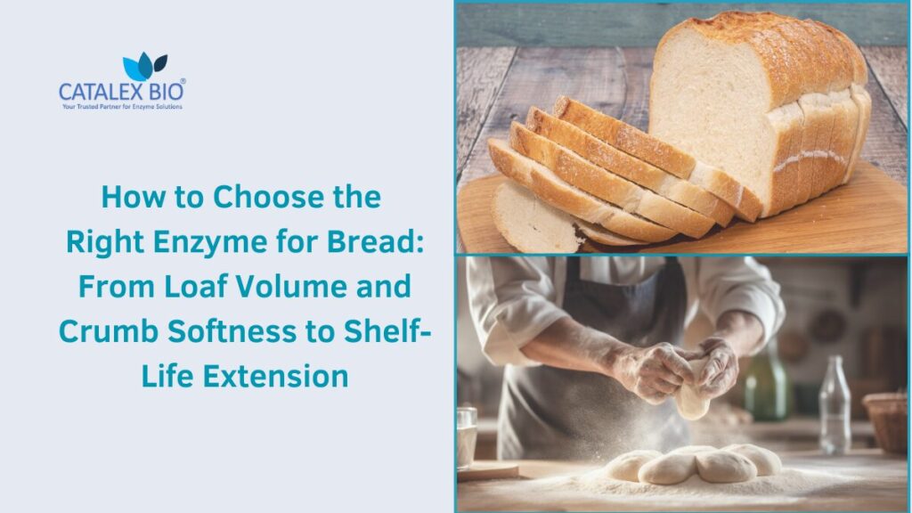 Catalex Bio illustrating expertise in suggesting customized enzyme solution based on bread quality desired