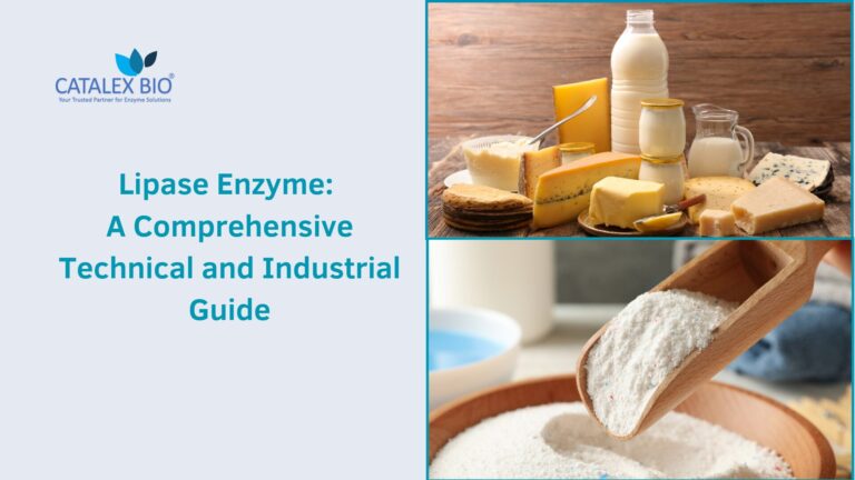 Comprehensive guide to lipase enzyme and its industrial applications by Catalex Bio - A Thought Leader in the Field
