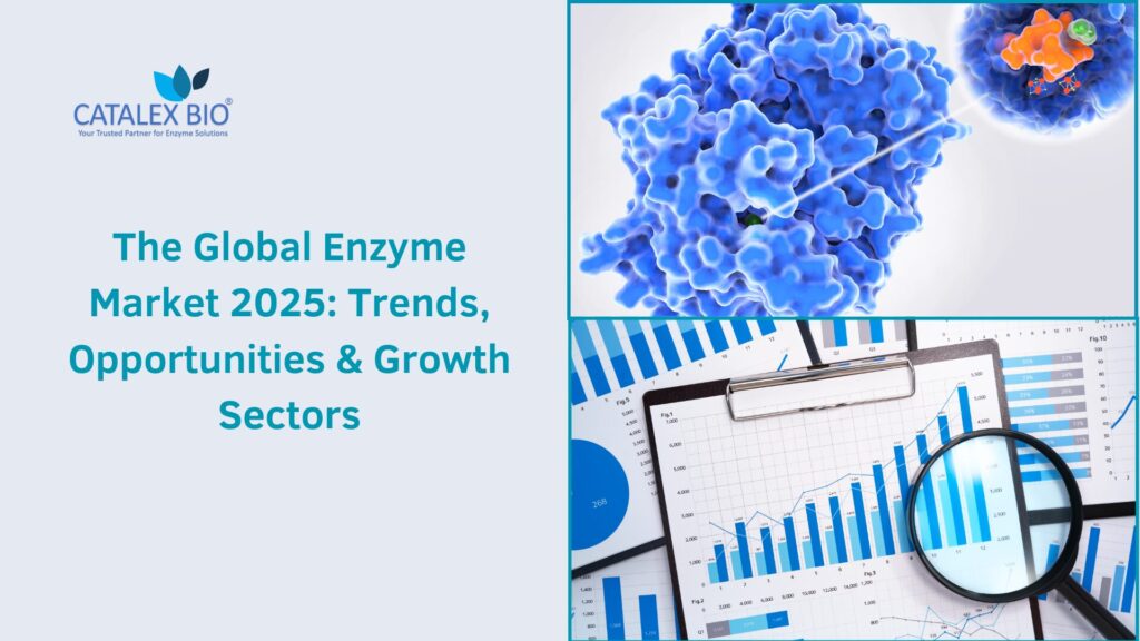 Catalex Bio researching on enzyme market trend and insights