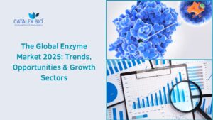 Catalex Bio researching on enzyme market trend and insights