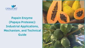 Papain Enzyme Guide, industrial applications explained by Catalex Bio