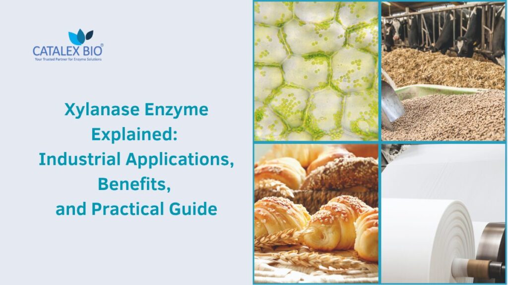 Xylanase Enzyme Guide by Catalex Bio Bakery, Juice, Wine, Animal Feed, Poultry Feed