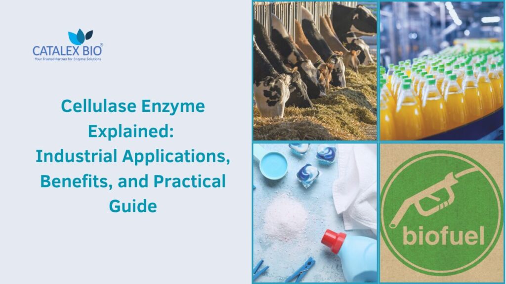 Cellulase Enzyme Guide by Catalex Bio