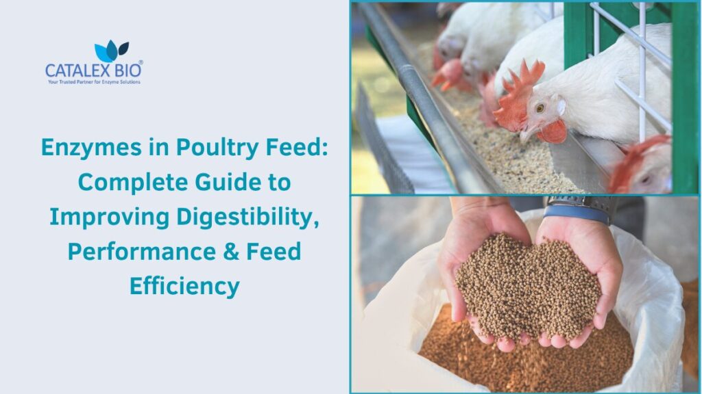 Guide by Catalex Bio on use of enzymes in Poultry Feed