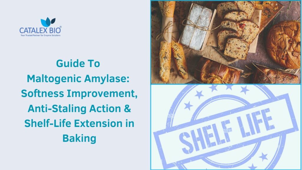 Guide to Maltogenic Amylase Enzyme by Catalex Bio