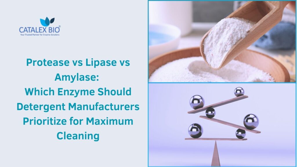 Catalex Bio, a leading detergent enzyme manufacturer and supplier, explain role of protease, amylase, lipase enzymes in detergent formulations
