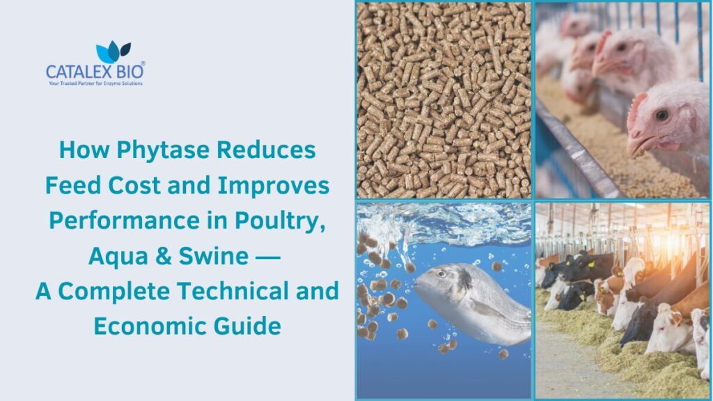 Phytase enzyme in Feed Industry by Catalex Bio