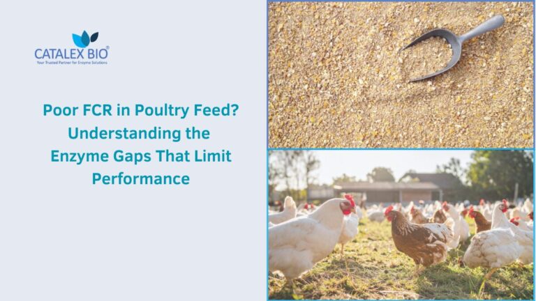 Poor FCR and Enzyme Solution by Catalex Bio