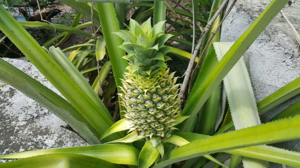 Bromelain Enzyme Extracted from Pineapple Stem by Catalex Bio
