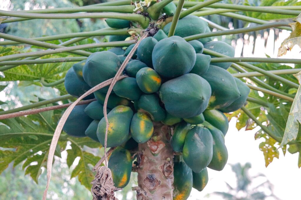 Papain Enzyme From Papaya