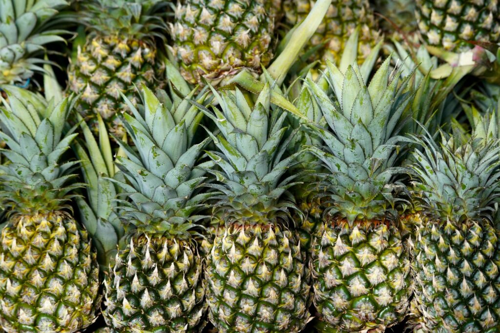 Bromelain ENzyme from Pineapple - Catalex Bio is a manufacturer and Supplier of Bromelain Enzyme