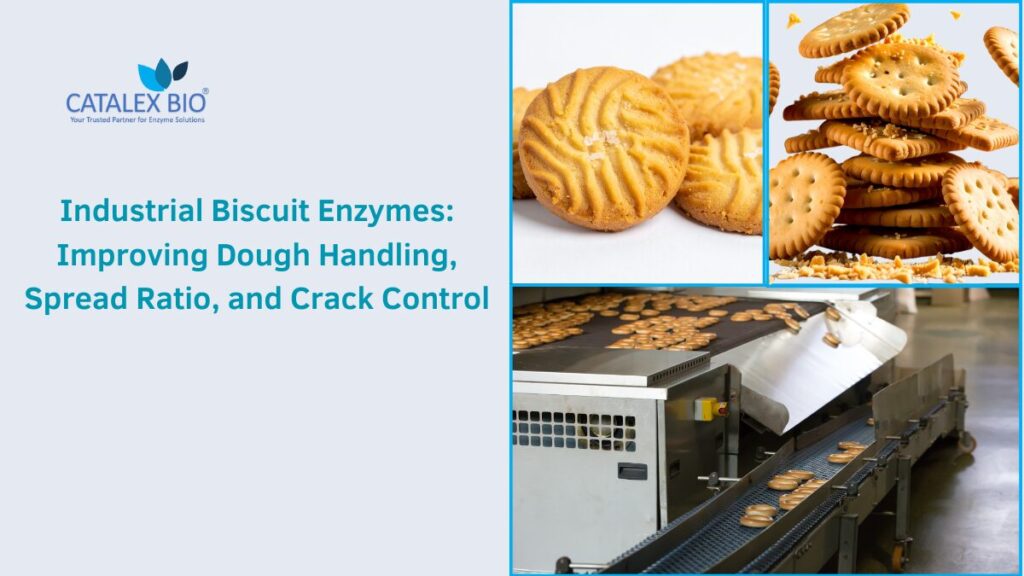 Industrial Biscuit Enzyme Solutions by Catalex Bio2