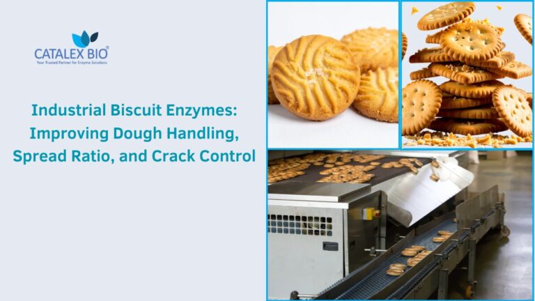 Industrial Biscuit Enzyme Solutions by Catalex Bio2