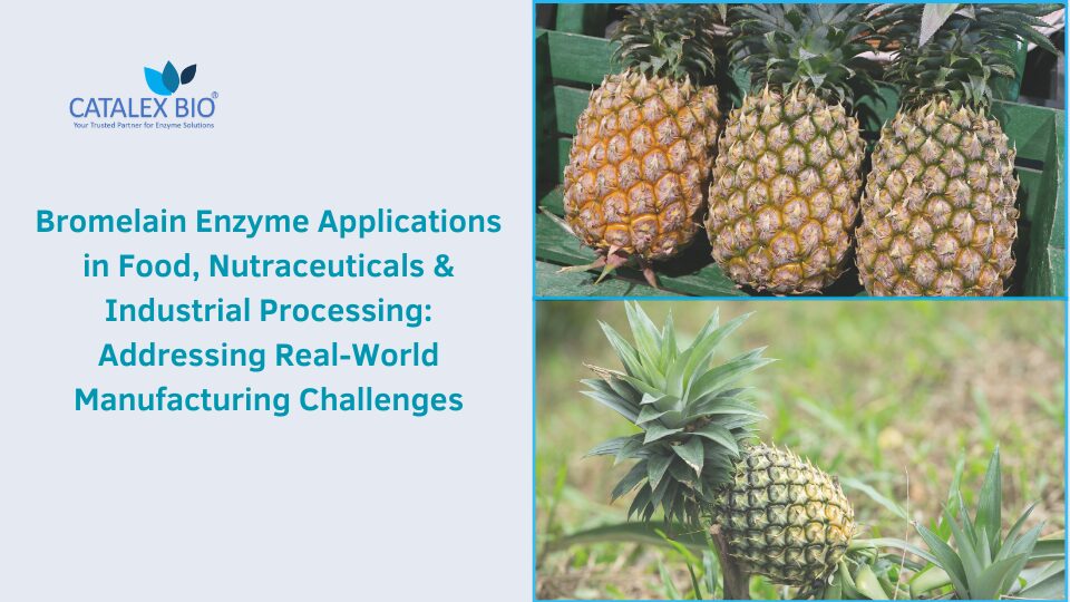 Bromelain Enzyme Applications