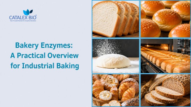 Bakery enzymes overview for industrial baking showing bread, buns, dough, and production line processes