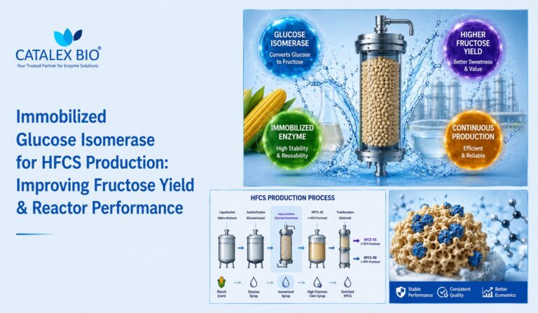Immobilized glucose isomerase for HFCS production showing packed-bed reactor technology, fructose yield improvement, continuous production, and industrial starch processing applications from Catalex Bio.